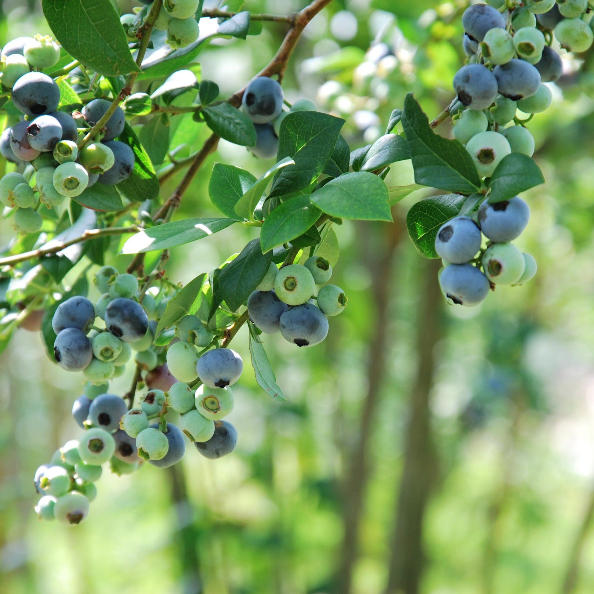 Blueberry Organic Eyes Food Supplement - Pure n' Bio