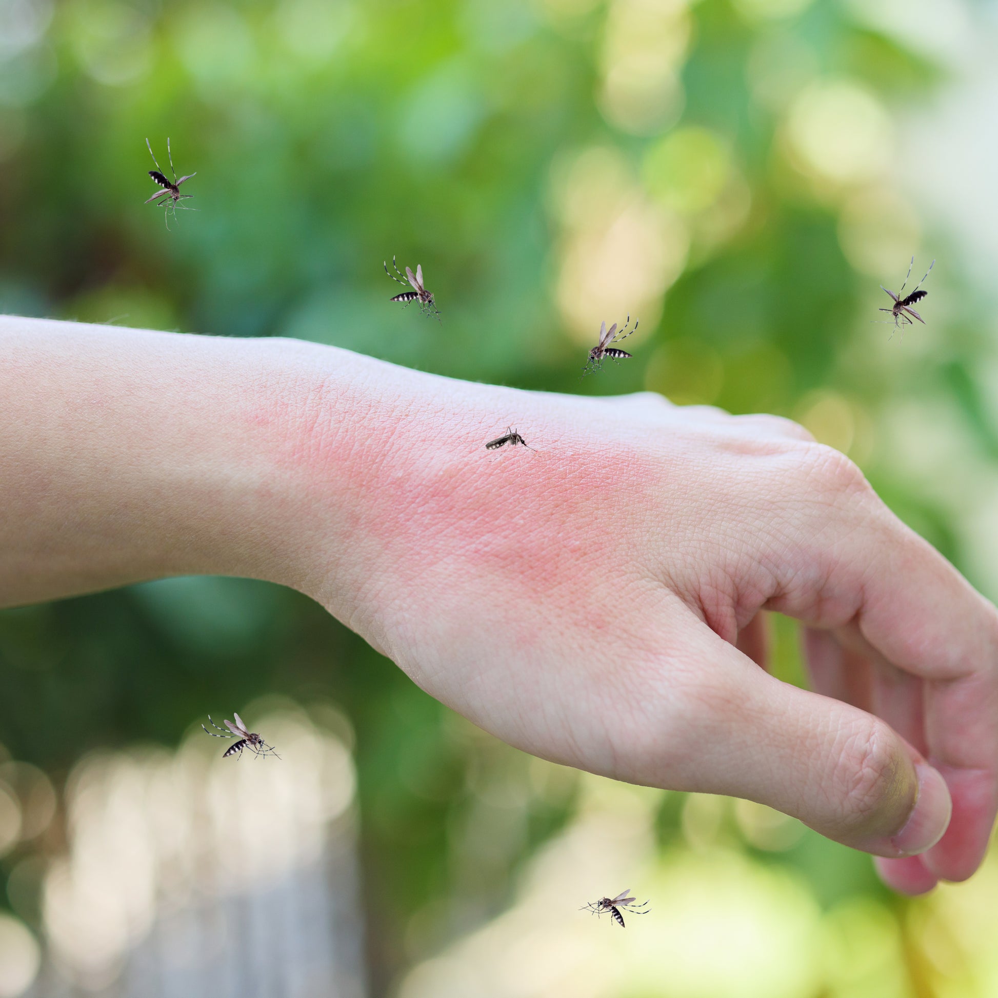 Natural Mosquito Repellent Roller - Pure n' Bio