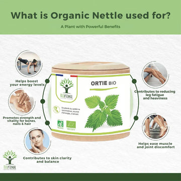 What To Expect When Taking The Nettle Supplement Regularly