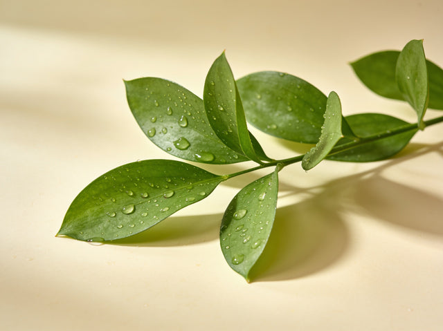 Fresh organic green leaves with dew — certified cruelty-free, sustainable botanical skincare