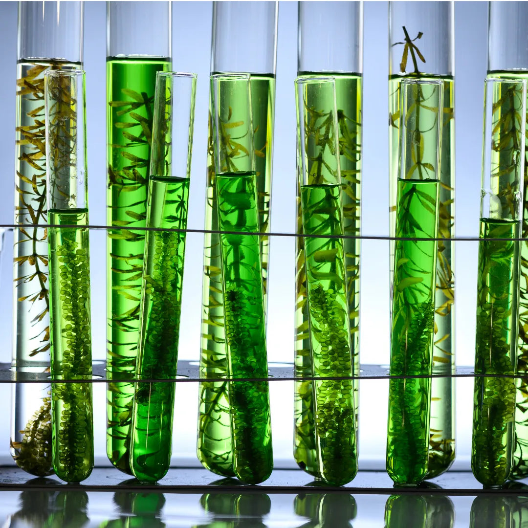 ID-alG™: Natural Weight Loss Ingredient Backed by Science – Pure n' Bio