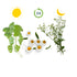 Anti-Stress and Sleep Supplement - Pure n' Bio