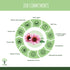 Winter Immunity Organic Food Supplement - Pure n' Bio