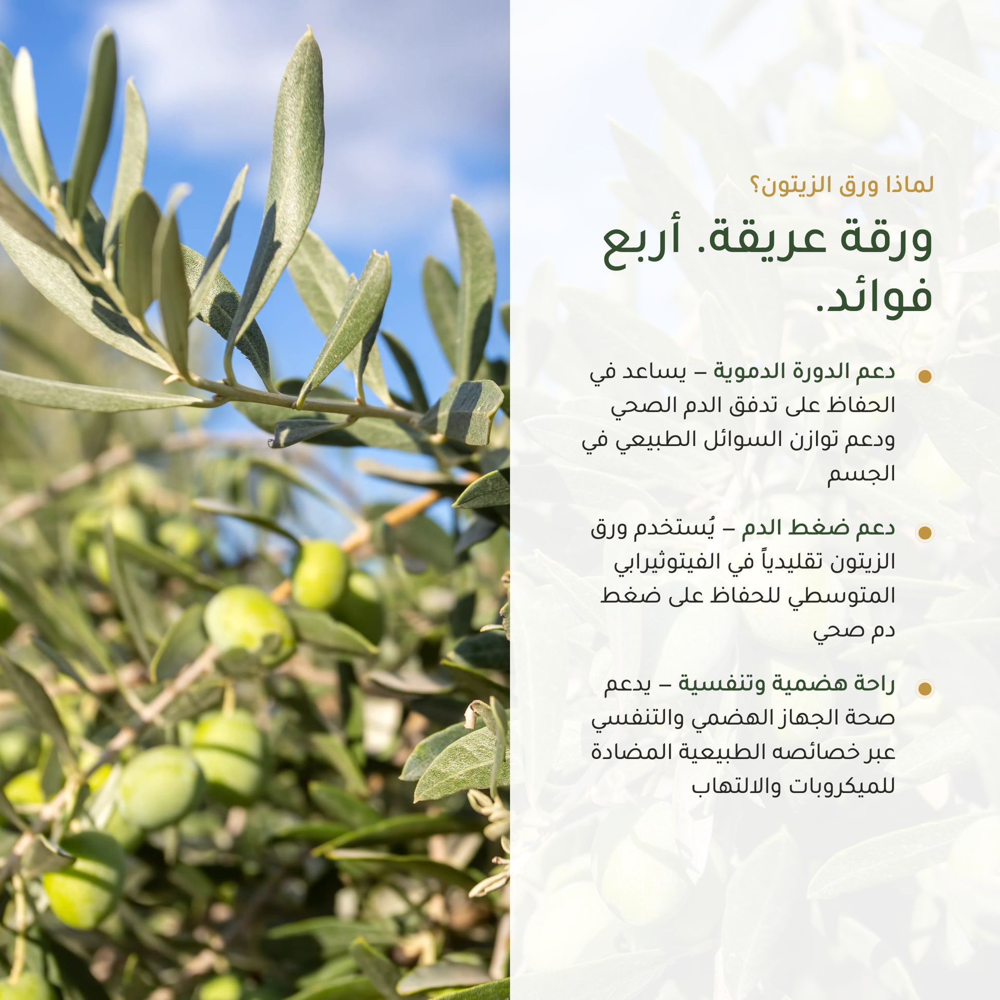 فوائد ورق الزيتون الدورة الدموية وضغط الدم وراحة هضمية وتنفسية – فيتوثيرابي متوسطي – مكمّل عضوي | بيور آن بيو