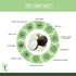 Organic Black Radish Food Supplement For Hair and Skin - Pure n' Bio