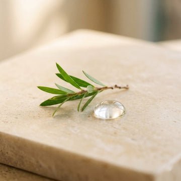 A tea tree sprig beside a droplet