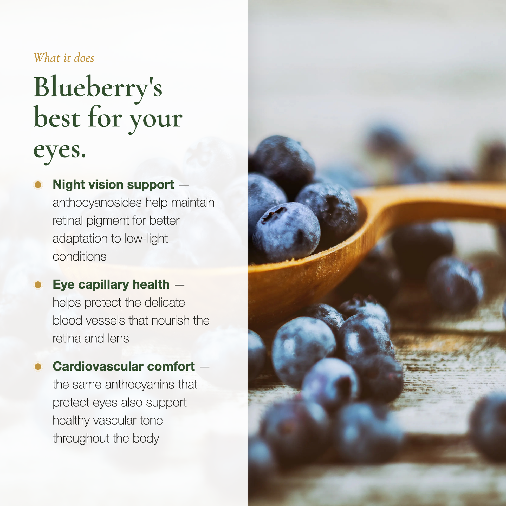 Blueberry Supplement Benefits – Night Vision Retinal Health Eye Capillary Support – AB Certified Organic | Pure n' Bio