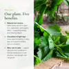 Nettle Supplement Five Benefits Iron Circulation Skin Hair Nails – Plant Iron Silica Magnesium – Organic Supplement | Pure n' Bio