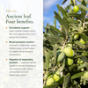 Olive Leaf Supplement Four Benefits Circulation Blood Pressure Digestive Respiratory – Mediterranean Phytotherapy – Organic Supplement | Pure n' Bio