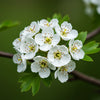 Organic Hawthorn Supplement – Supports Relaxation & Heart Health | Made in France