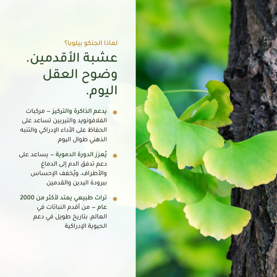 فوائد الجنكو بيلوبا – يدعم الذاكرة والتركيز وتدفق الدم – فلافونويد وتيربين لاكتون | بيور آن بيو