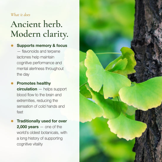 Ginkgo Biloba Benefits – Supports Memory Focus & Healthy Circulation – Flavonoids Terpene Lactones | Pure n' Bio