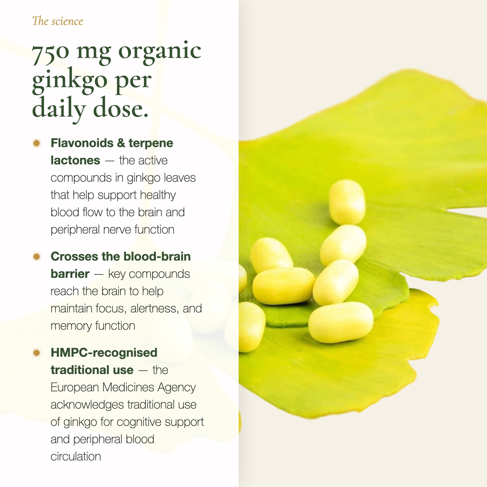 Ginkgo Biloba 750 mg Daily Dose – Flavonoids Terpene Lactones Active Compounds – AB Certified | Pure n' Bio