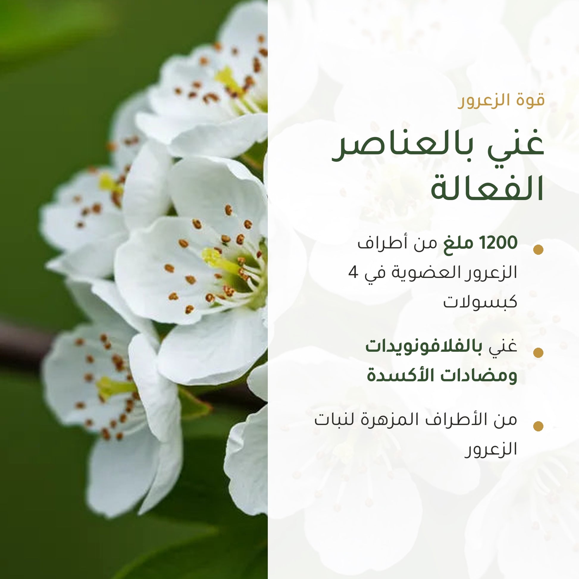 1200 ملغ من أطراف الزعرور العضوية في 4 كبسولات – فلافونويدات ومضادات أكسدة