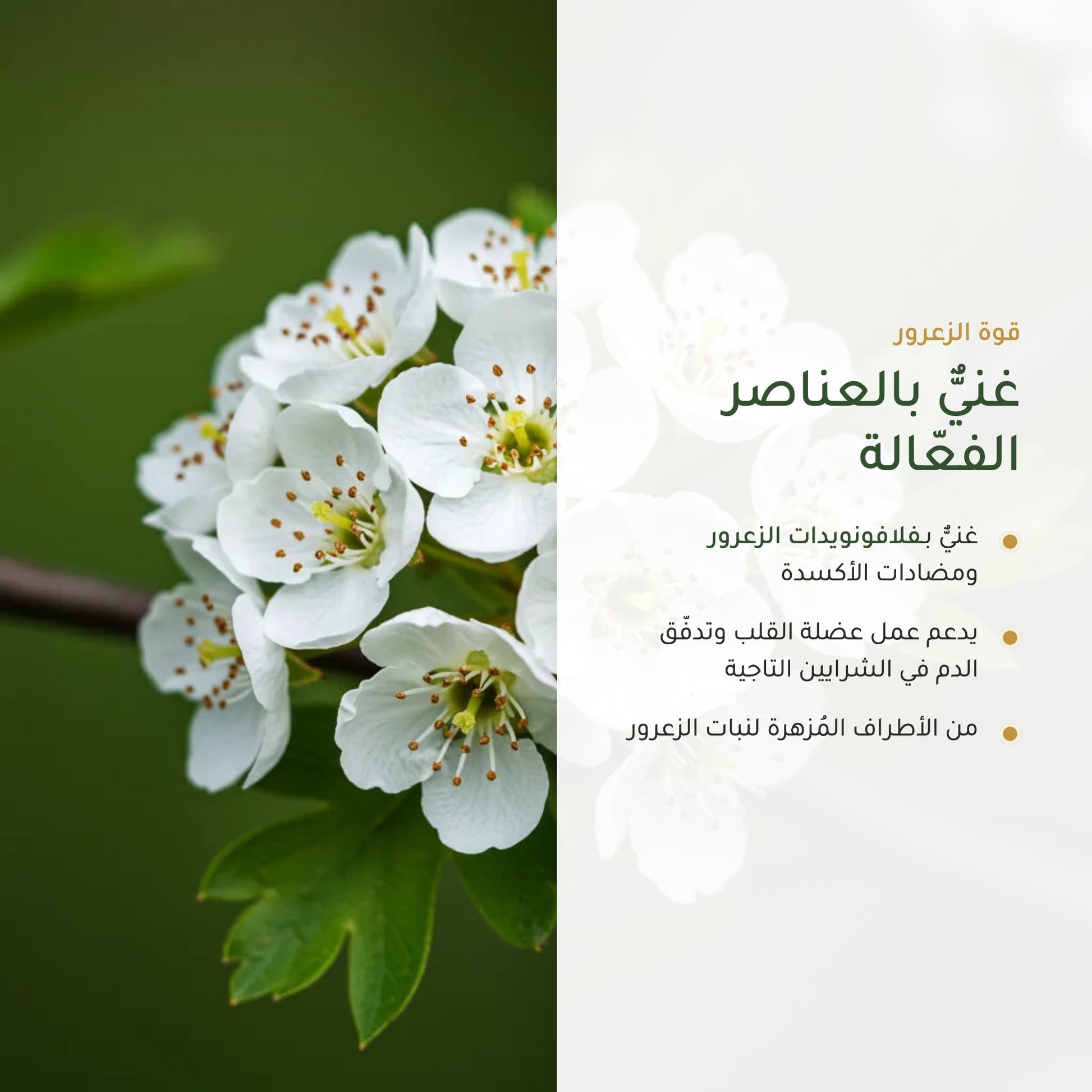 مكمّل الزعرور العضوي للاسترخاء وصحة القلب (3)