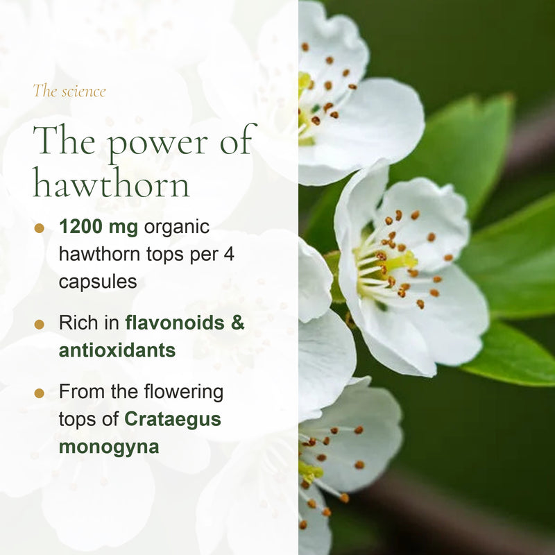 [EN] 1200 mg Organic Hawthorn Flowering Tops per 4 Capsules – Flavonoids & Antioxidants, Crataegus Monogyna