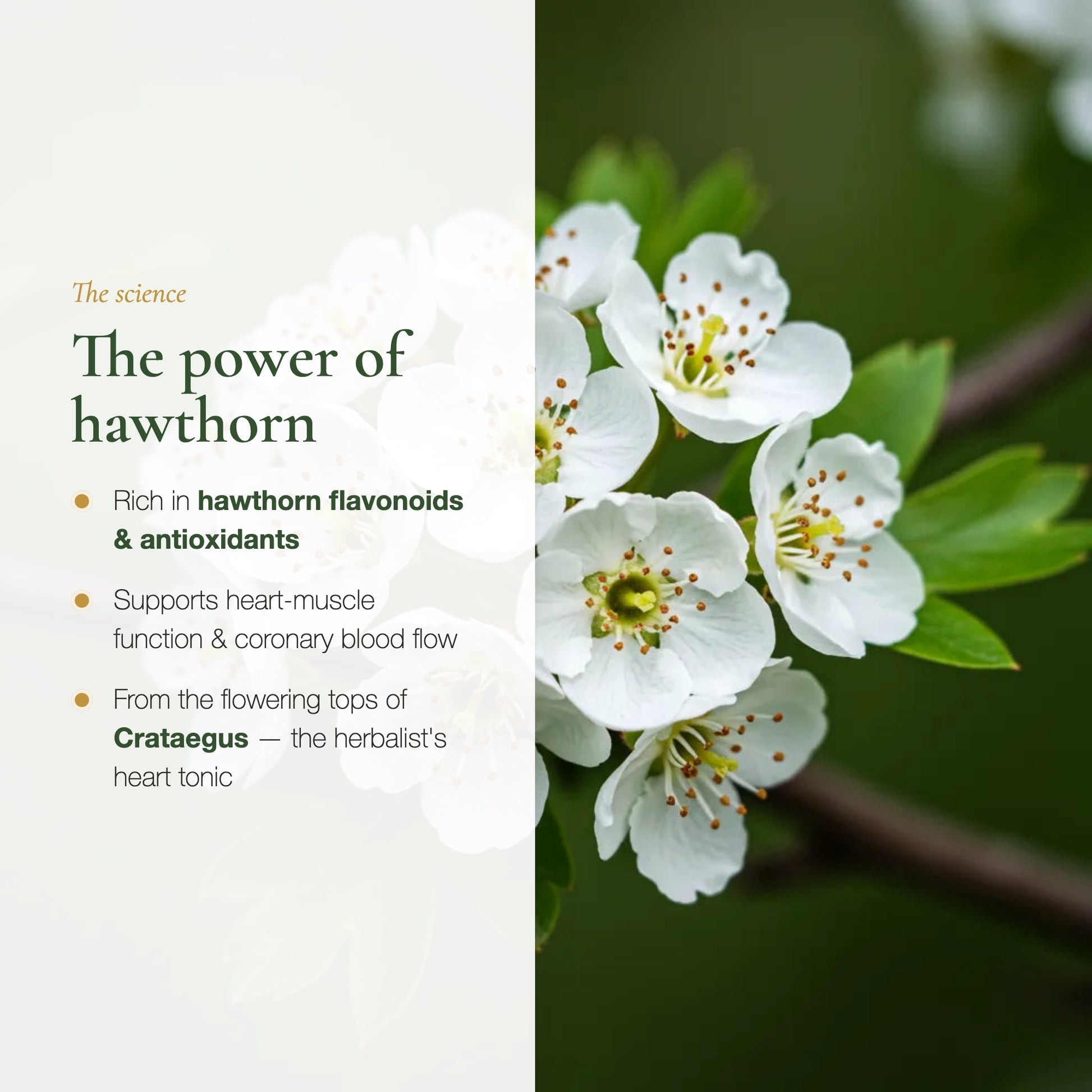 Organic Hawthorn relaxation & heart supplement (slide 3)