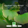 مكمل الجنكة بيلوبا العضوي – شريحة 1
