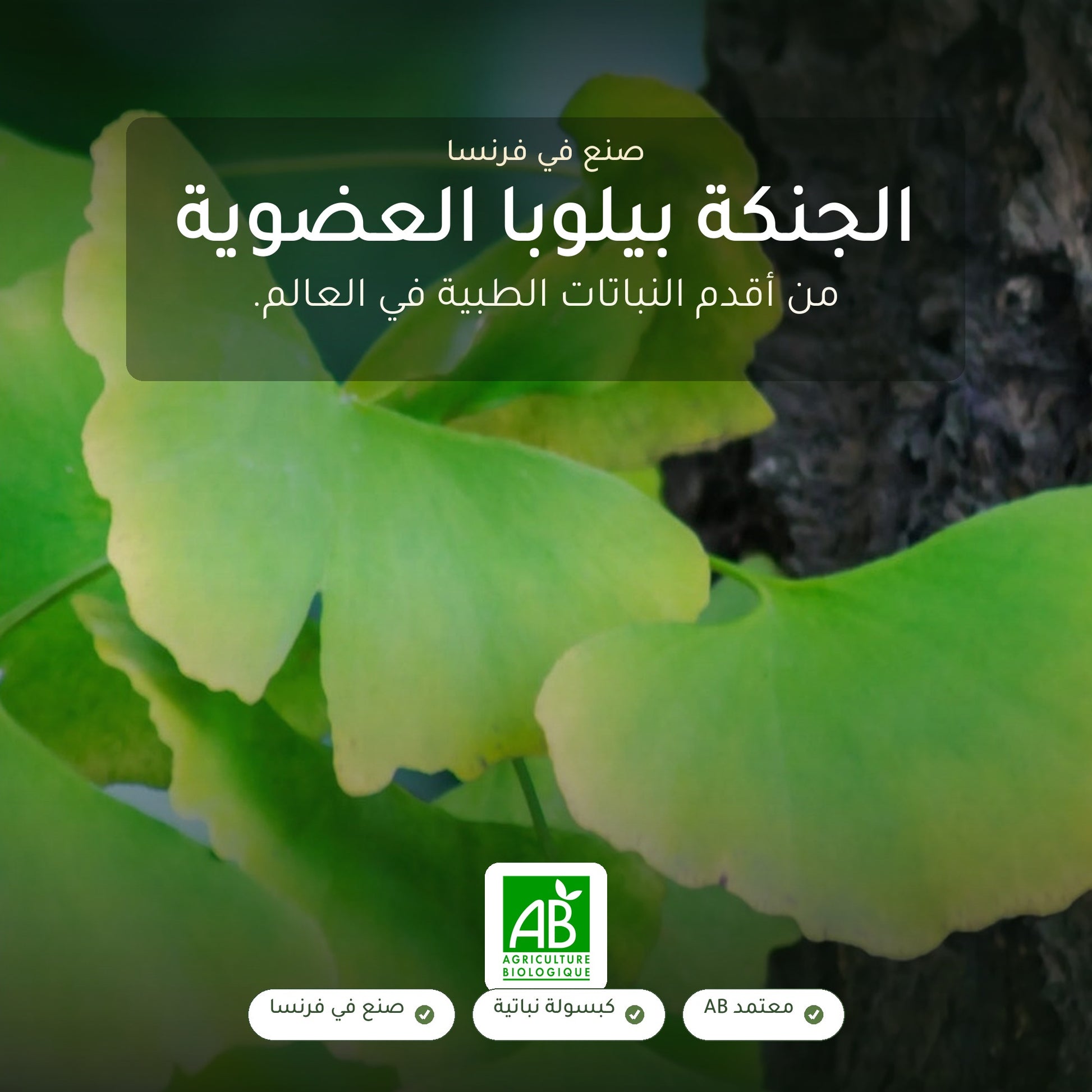 مكمل الجنكة بيلوبا العضوي – شريحة 1