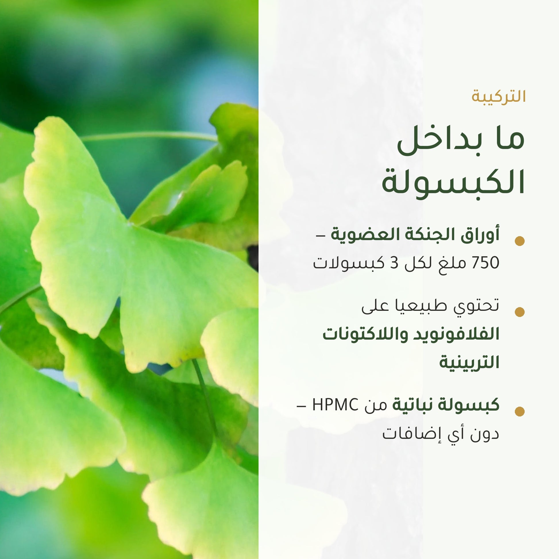 مكمل الجنكة بيلوبا العضوي – شريحة 3