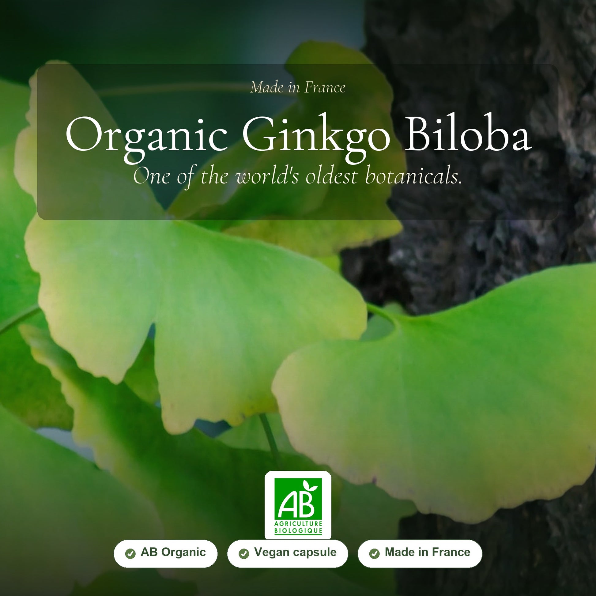 Organic Ginkgo Biloba Supplement – slide 1