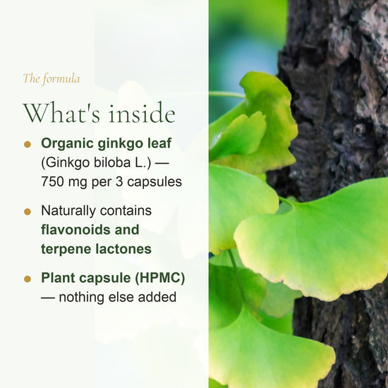 Organic Ginkgo Biloba Supplement – slide 3