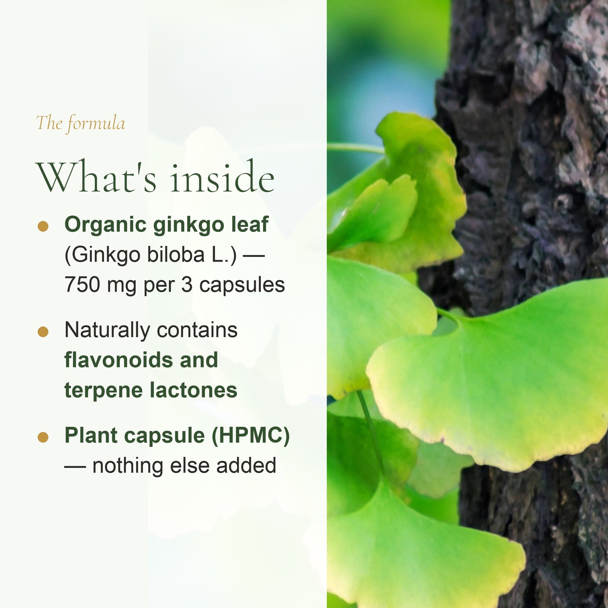 Organic Ginkgo Biloba Supplement – slide 3