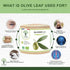 olive leaf benefits