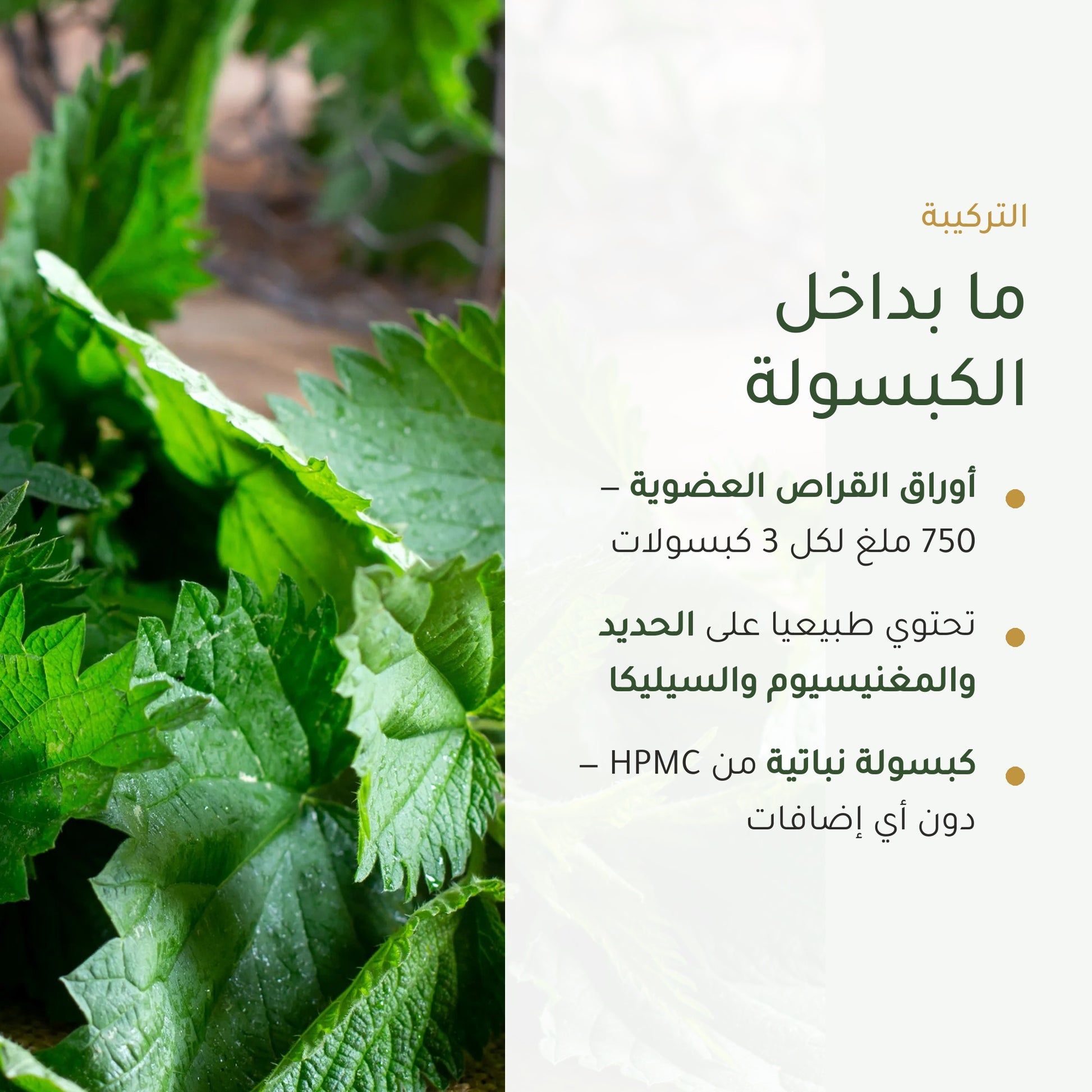 مكمل غذائي نبات القراص العضوي – شريحة 3