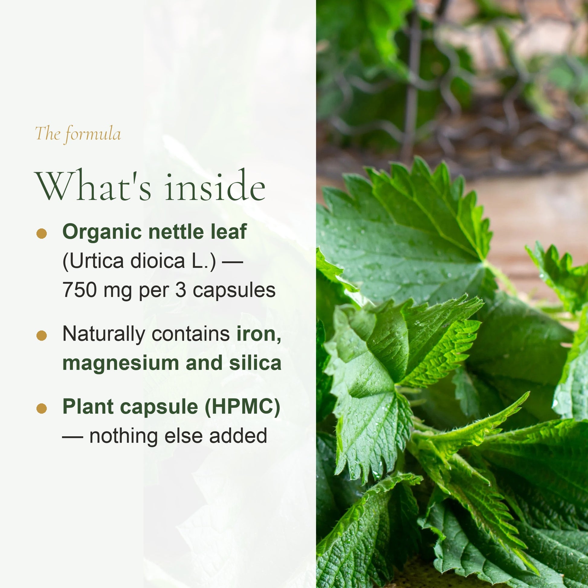 Organic Nettle Supplement – Natural Iron & Vitality Support – slide 3