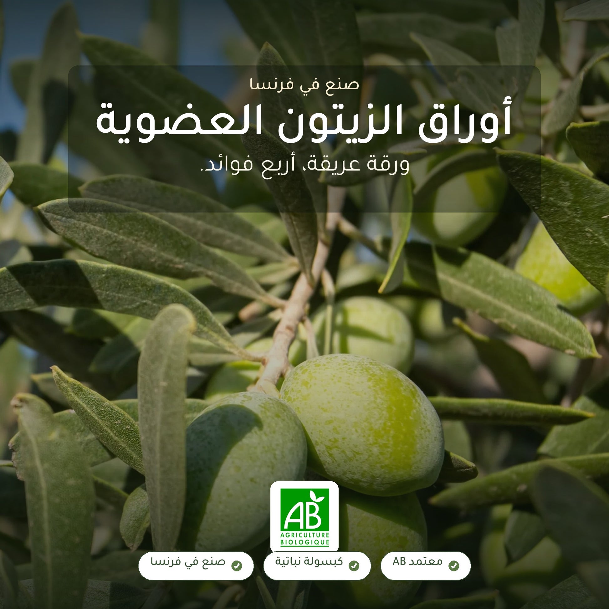 مكمّل غذائي عضوي بخلاصة أوراق الزيتون – لدعم الدورة الدموية وتوازن السوائل – شريحة 1