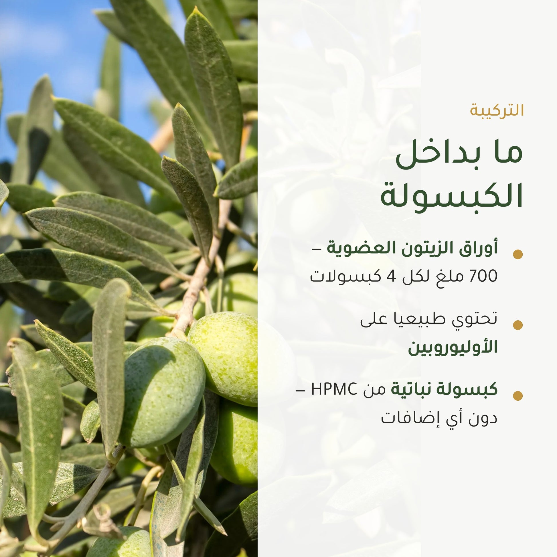 مكمّل غذائي عضوي بخلاصة أوراق الزيتون – لدعم الدورة الدموية وتوازن السوائل – شريحة 3