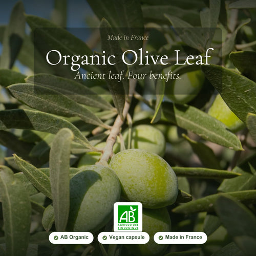 Organic Olive Leaf Supplement – Circulation & Fluid Balance | Made in France