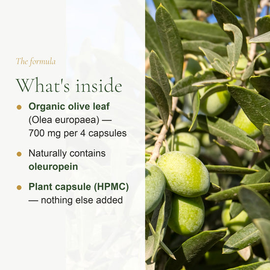 Organic Olive Leaf Supplement – Circulation & Fluid Balance – slide 3