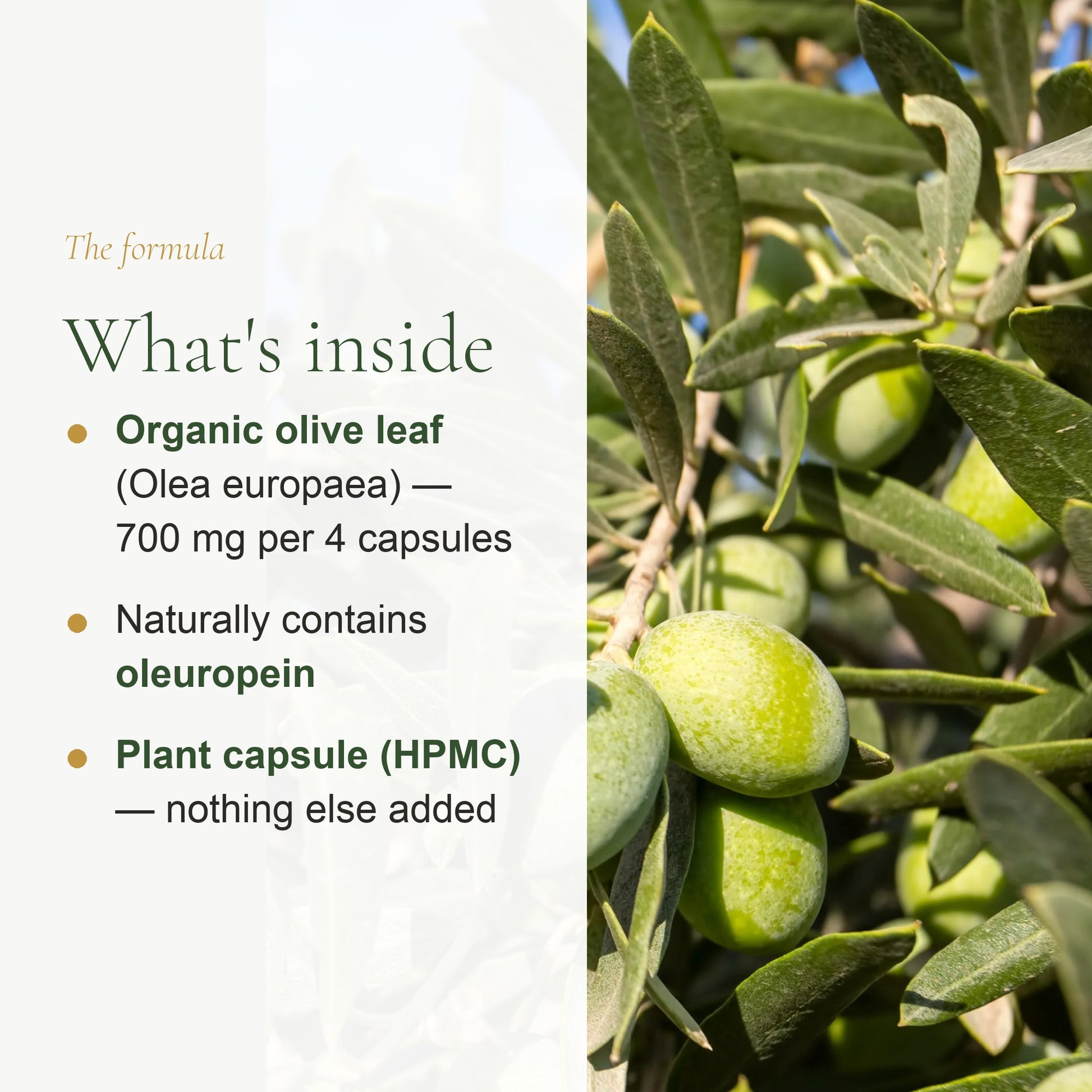 Organic Olive Leaf Supplement – Circulation & Fluid Balance – slide 3