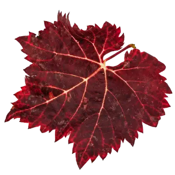 Why Choose Organic Red Vine Leaves