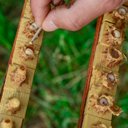 Freeze-Dried Organic Royal Jelly - Pure n' Bio