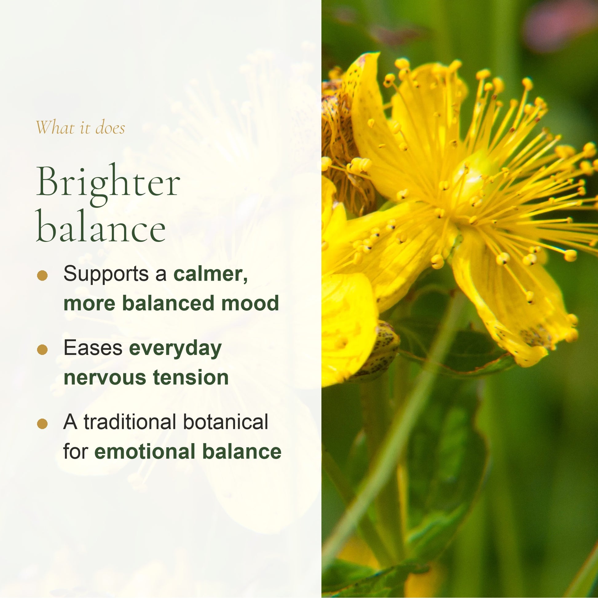 Organic St. John's Wort Benefits – Calmer Balanced Mood, Eases Everyday Nervous Tension