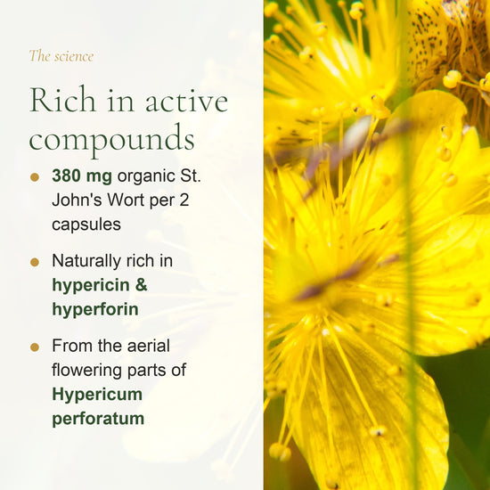380 mg Organic St. John's Wort per 2 Capsules – Hypericin & Hyperforin, Hypericum Perforatum