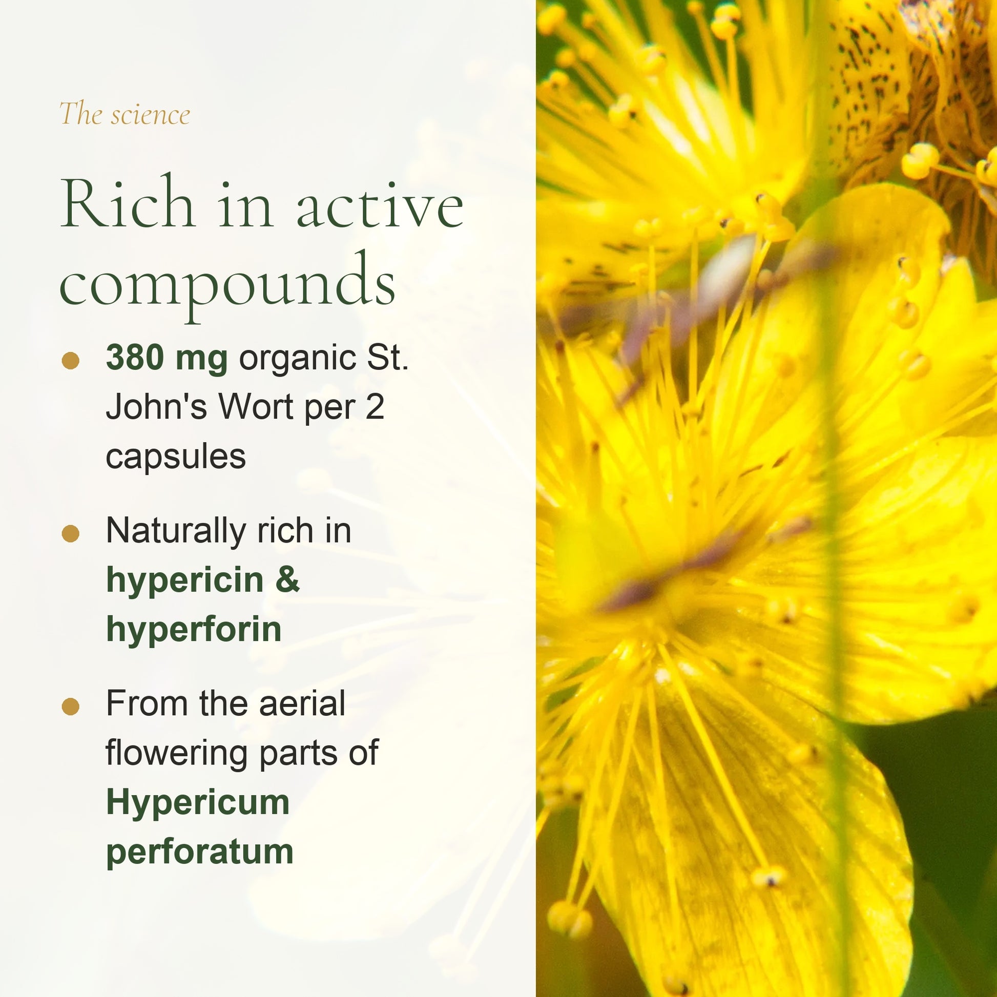 380 mg Organic St. John's Wort per 2 Capsules – Hypericin & Hyperforin, Hypericum Perforatum