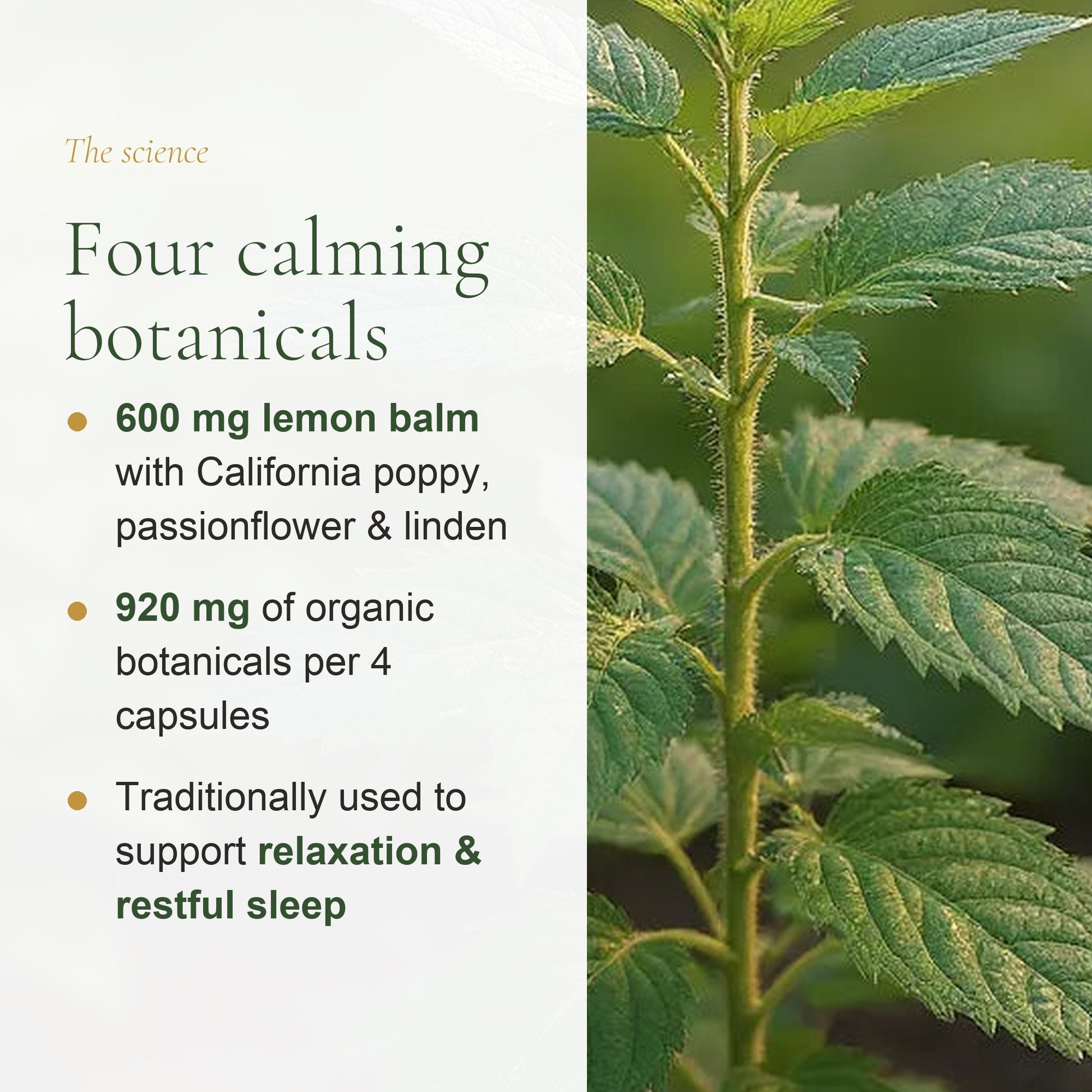 920 mg Organic Botanicals per 4 Capsules – 600 mg Lemon Balm with California Poppy, Passionflower, Linden