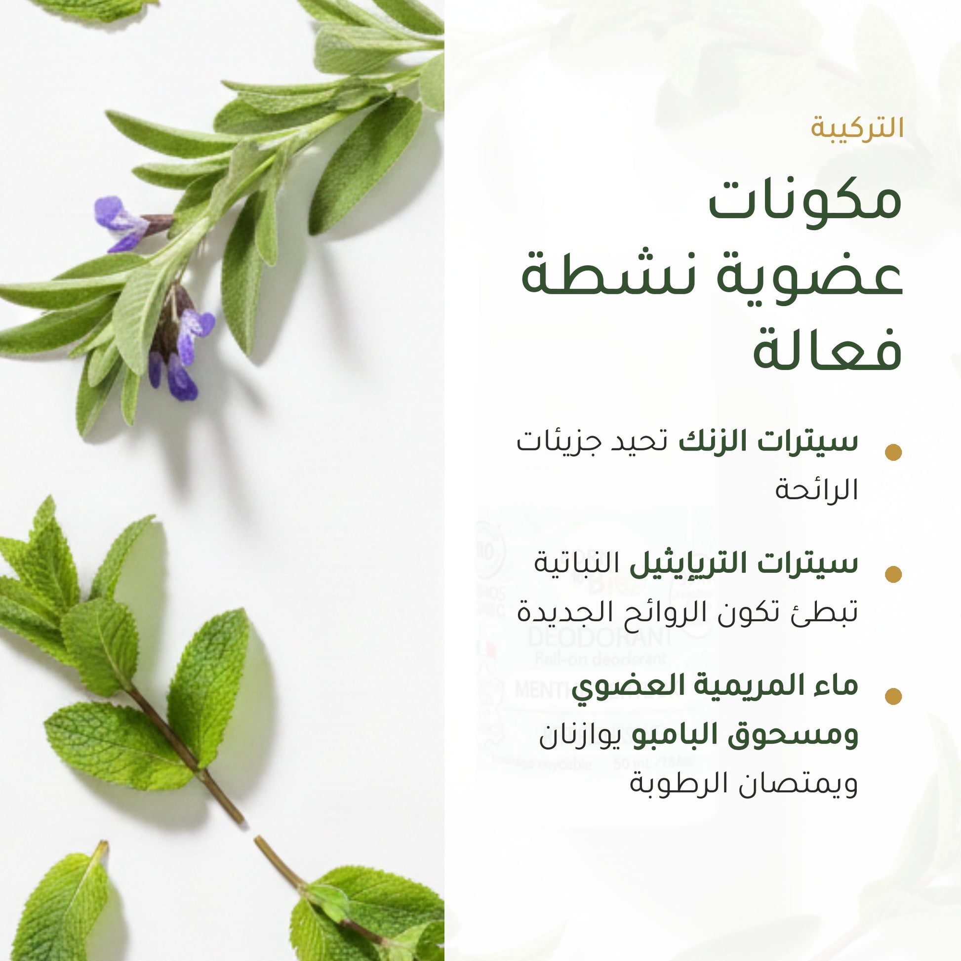 مزيل عرق بالنعناع الأخضر العضوي – صُنع في فيشي، فرنسا | بورن تو بيو فيشي – شريحة 3